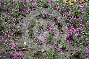 Magenta-colored flowers of Michaelmas daisies in September