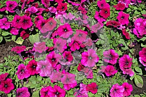 Magenta-colored flowers of petunia from above