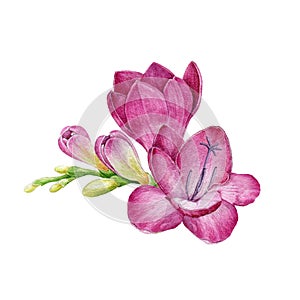 Magenta colored freesia flower with buds. Watercolor illustration. Botanical illustration. Hand drawn spring garden