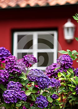 Magenta colored hydrangea bush in front of facade of a red house with window in summer garden.