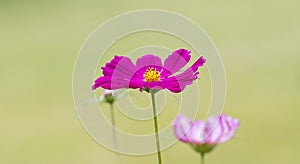 Magenta Cosmos Flower