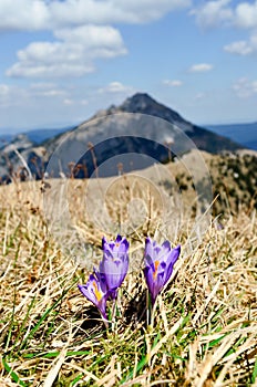 Magenta crocus flower blossoms in the mountain meadows