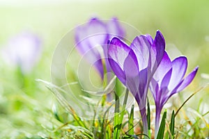 Magenta crocus flower blossoms at spring