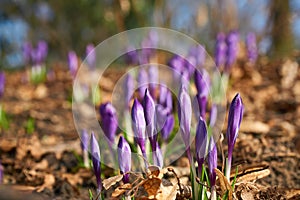 Magenta crocus flower blossoms at spring