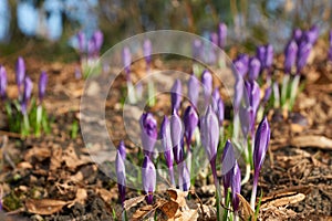 Magenta crocus flower blossoms at spring