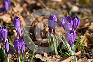 Magenta crocus flower blossoms at spring