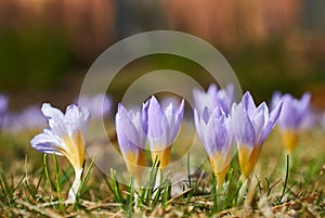 Magenta crocus flower blossoms at spring