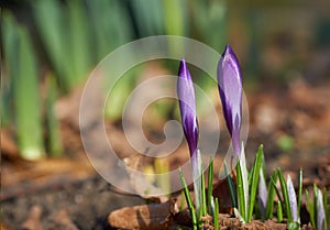 Magenta crocus flower blossoms at spring