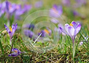 Magenta crocus flower blossoms at springtime
