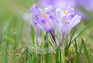 Magenta crocus flower blossoms at springtime photo