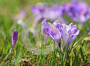 Magenta crocus flowers blossom at springtime