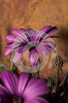 Magenta daisies with green details