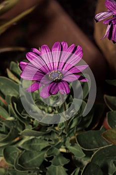 Magenta daisies with green details