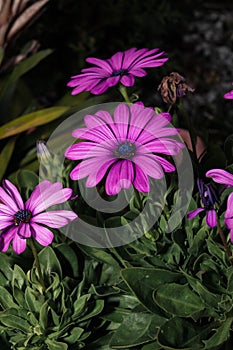 Magenta daisies with green details