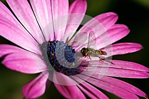 Magenta daisy with bee