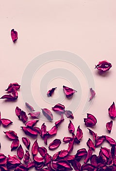 Magenta dry flowers on pink background, with copy space; floral