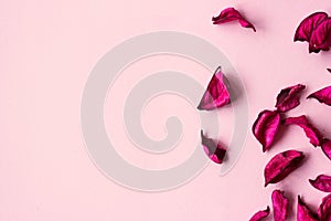 Magenta dry flowers on pink background, with copy space; floral