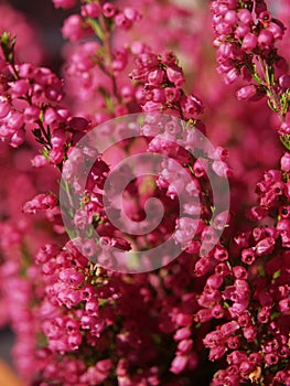 Magenta floral background