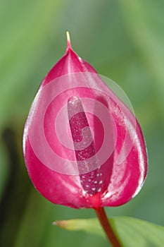 Magenta flower