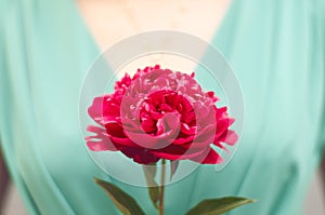 Magenta flower in hand.