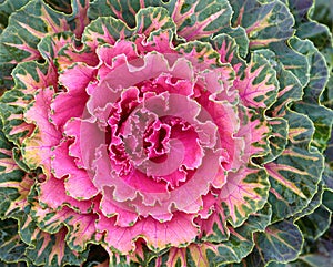 Magenta flower, India