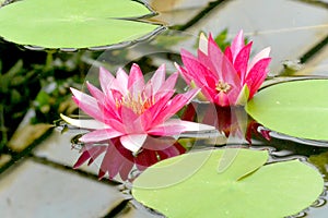 The magenta flower of water lily Nymphaea Attraction on pond