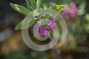 Magenta Flowers