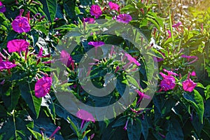 Magenta flowers of Mirabilis jalapa marvel of Peru or four oclock flower in garden