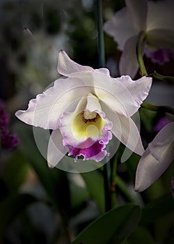 Magenta-Fringed Orchid Bloom