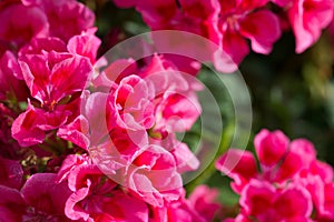 magenta garden flowers closeup selective focus