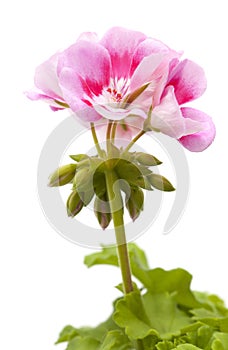 magenta geranium isolated