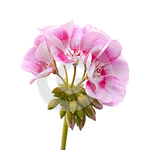 magenta geranium isolated