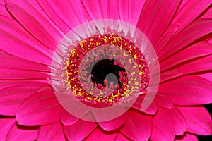 Magenta gerbera flower