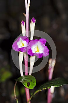 Magenta ghost flower, Valaparai, Tamilnadu, India