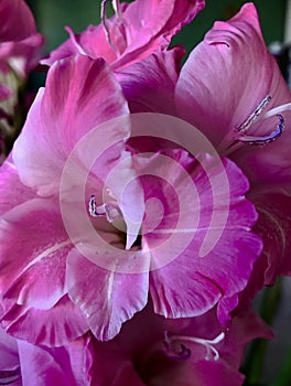 Magenta Gladiolus bouquet