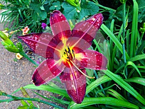 Magenta Gloriosa Liliy in Denver, Colorado