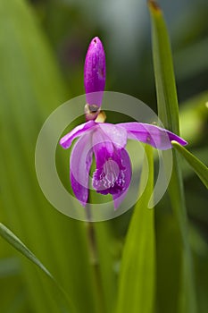 Magenta Hardy Orchid Flowers- Bletilla striata