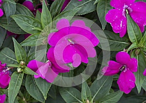 Magenta imaptiens blooms