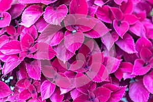 Magenta leaves background design.Flat lay.Top view of leaf