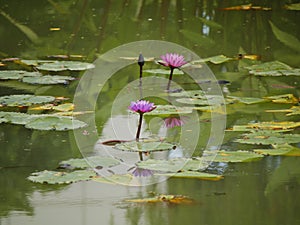 Magenta lilies in a pond