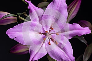 Magenta lily macro phohtograpy. Purple garden lily floral background
