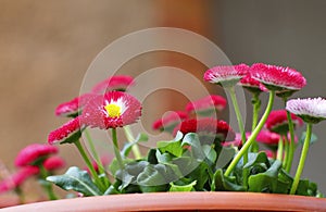 Magenta Marguerites in Pot