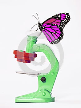 A magenta monarch butterfly on a toy microscope