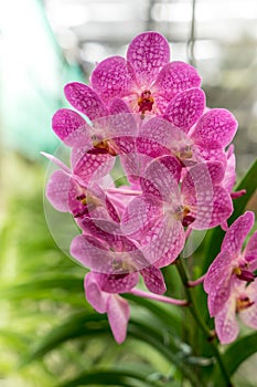 Magenta orchid on green leaves background