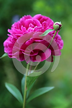 Magenta peony flower with a bud photo
