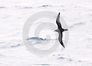 Magenta Petrel, Pterodroma magentae