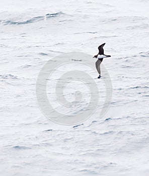 Magenta Petrel, Pterodroma magentae