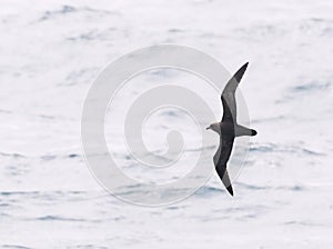 Magenta Petrel, Pterodroma magentae