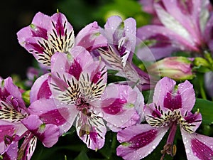 Magenta And Pink Alstromeria Or Peruvian Lily In Bloom