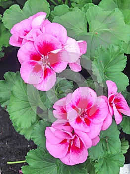 Magenta and pink Pelargonium Geranium flowers in closeup view